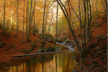 Bulgarian golden creek
